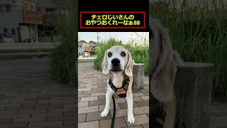 チェロじいさんのおやつおくれーなぁ88 ビーグル 老犬 beagle [upl. by Ydoj183]