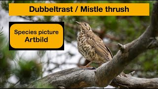 Mistle thrush  Dubbeltrast [upl. by Akcirre]