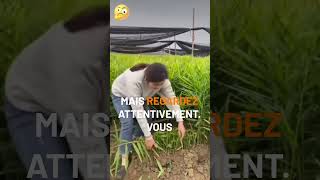 INCROYABLE La récolte de cette chinoise shorts youtubeshorts farmlife [upl. by Yila]