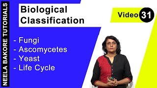 Biological Classification  NEET  Fungi  Ascomycetes  Yeast  Life Cycle  Neela Bakore Tutorials [upl. by Anehsak]