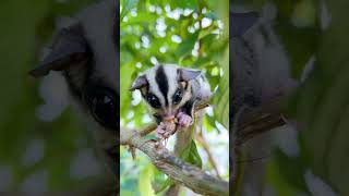 Sugar Glider flying animal eating insect so lovely [upl. by Daniele]