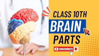 Introduction to human brain 🧠 and its parts class 10th book For Beginners class10 biology [upl. by Lucy]