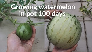 100 Days  Grow Watermelon in Pot  Seed to Harvest [upl. by Elvia]