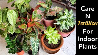 Best top Indoor plants care tips fertilizer shade loving plants monsoon care [upl. by Ytomit]