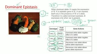 Epistasis types  dominant recessive double dominant dominant recessive epistasis [upl. by Dougald]