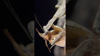 CAMO MANTIS EATS MOTH mantis insects [upl. by Wilkie]