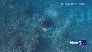 Hawaii man greeted by great white shark during insane experience [upl. by Ajak]