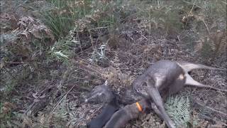 Training a Dachshund  Teckel to be a Hunting Dog in Victoria Australia [upl. by Idell150]