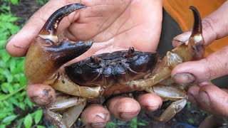 Survival in forestI found and catch crab in forestcrab grilled spicy delicious for lunch [upl. by Eilata]