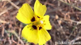 Geflecktes Sandröschen Tuberaria guttata [upl. by Sucramal]