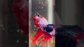 Betta fish breeding ♥️ egg laying shorts bettafish breeding [upl. by Wan564]