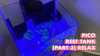 Pico reef tank part 3 relax [upl. by Nojel]