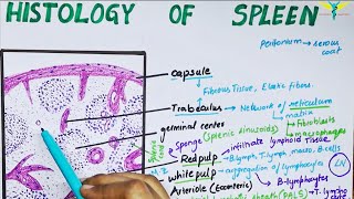 Histology of spleen [upl. by Atika]