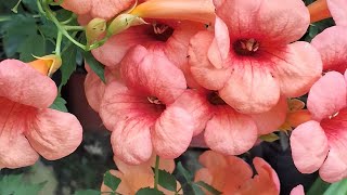 Trumpet vine  Campsis Radicans  Orange Flower  Beautiful Flower  Short Video  i Create etc [upl. by Donaghue]