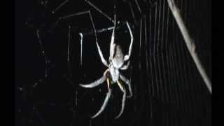 Deadly Spiders  Black Widow  Brazilian Wandering  Tarantula  Brown Recluse  Arachnophobia Araña [upl. by Arehs]