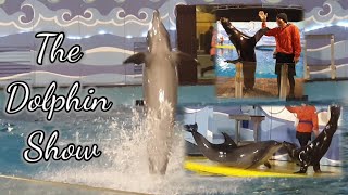 Dolphin Show Fakieh Aquarium Jeddah  فقيه أكواريوم جده [upl. by Lonnie205]