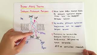 FİZYOLOJİ7KONUAktif Taşıma [upl. by Sherill]