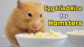 Egg Fried Rice for Cute Hamsters [upl. by Nodnarg285]