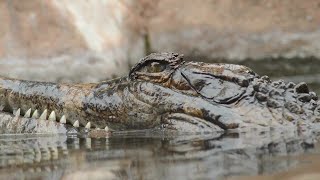 Gharial Check Out the Snout [upl. by Inaniel]