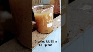 growing MLSS in ETP plant mbbr aeration biomass bacteria [upl. by Dick]