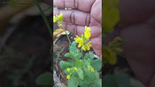 Sarson mein phool nikal Aaye 🌾🌾greenplantsgrow hapygardenvegetables mygrengarden gardening care [upl. by Opiak]