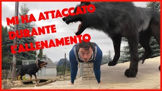 Un cane mi ha ATTACCATO durante lallenamento in ROMANIA [upl. by Jessica]