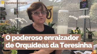 Aprenda a fazer um poderoso enraizador natural para Orquídeas  Orquideoterapia  Teresinha Kunz [upl. by Ettevets]