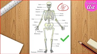 skeletal system Diagram drawing CBSE  easy way  draw Human anatomy  Step by step for beginners [upl. by Parfitt932]