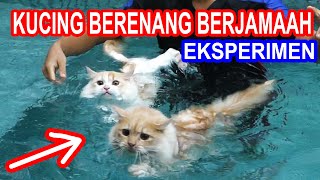 EKSPERIMEN KUCING BERENANG BERJAMAAH [upl. by Kosey537]