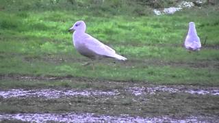 Iceland or Glaucous Gull [upl. by Carrie]