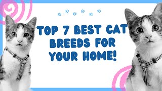 Discover the Ultimate Cat Breeds for Your Home  cutecats catlitter catbreedsquot [upl. by Felipe557]