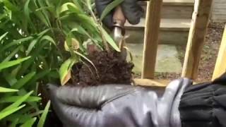 Transplanting Asiatic Lilies Episode 1 howtoplant [upl. by Benedicto11]