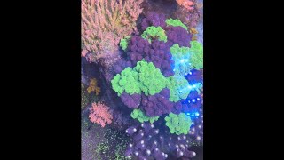 I created a Stylophora Forest in my Reef Tank [upl. by Lenoj199]