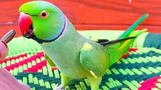 Indian Bird🥀All Best Relaxing🎊Noises Asmr♥️🍃 [upl. by Attolrac501]