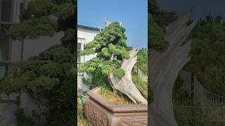 Beautiful Bonsai Works🌳🌲💥523shorts shortsvideo beautifulbonsai art khuebonsai🥰❤️ [upl. by Pontone747]