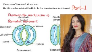 Chemiosmotic mechanism of Stomatal movement structure of stomata [upl. by Weisburgh]