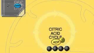 The Krebs Cycle Overview Animation Citric Acid or TCA Cycle [upl. by Olemrac42]