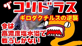 【アクアリウムコリドラス水槽】今はこの方法で駆除するしかない！～またもやギロダクチルスかダクチロギロダクチルスのどちらかがコリドラスに寄生、再び高濃度塩水浴で駆除する海水魚は淡水浴で寄生虫を駆除 [upl. by Ayital791]