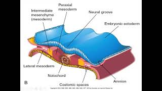 trilaminar germ disc formation part 2 [upl. by Tiossem]