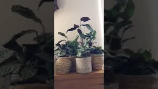 Calathea and prayer plant time lapse [upl. by Yrrehc]