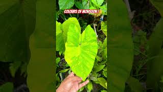 Colocasia tropicalplants plants gardeningadvice assam gardeningtips plantlovers colocasia [upl. by Reid828]