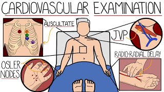 The Cardiovascular System Examination [upl. by Rodmur479]