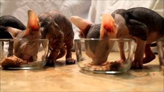 Chatons sphynx gourmands  Hungry sphynx kittens [upl. by Htiekal481]