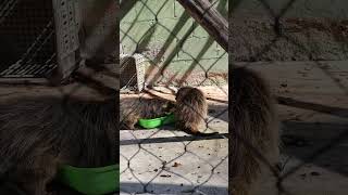 European Hedgehog Couple Ouriçoterrestre hedgehog europeanhedgehog animals feeding [upl. by Lipsey]