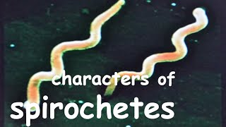 spirochete microbiology  General characteristics of spirochetes [upl. by Derfliw]