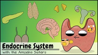 Endocrine System [upl. by Aipotu]