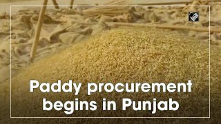 Paddy procurement begins in Punjab [upl. by Enivid]