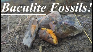 BACULITES Clam Shells and Ammonites HUNTING and PREPPING Amazing Marine Fossils [upl. by Eilahtan]