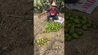 Bendecida cosecha de aguacates criollos en mi bello Ecuador plantas agriculture [upl. by Rosenkrantz]