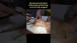 paralyzed sick kitten abandoned in ditch failed surviving cat animals shorts trending video [upl. by Lobel]